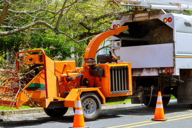 Best Tree Removal Services  in Lake Tapps, WA